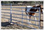 Horse Fence Panel